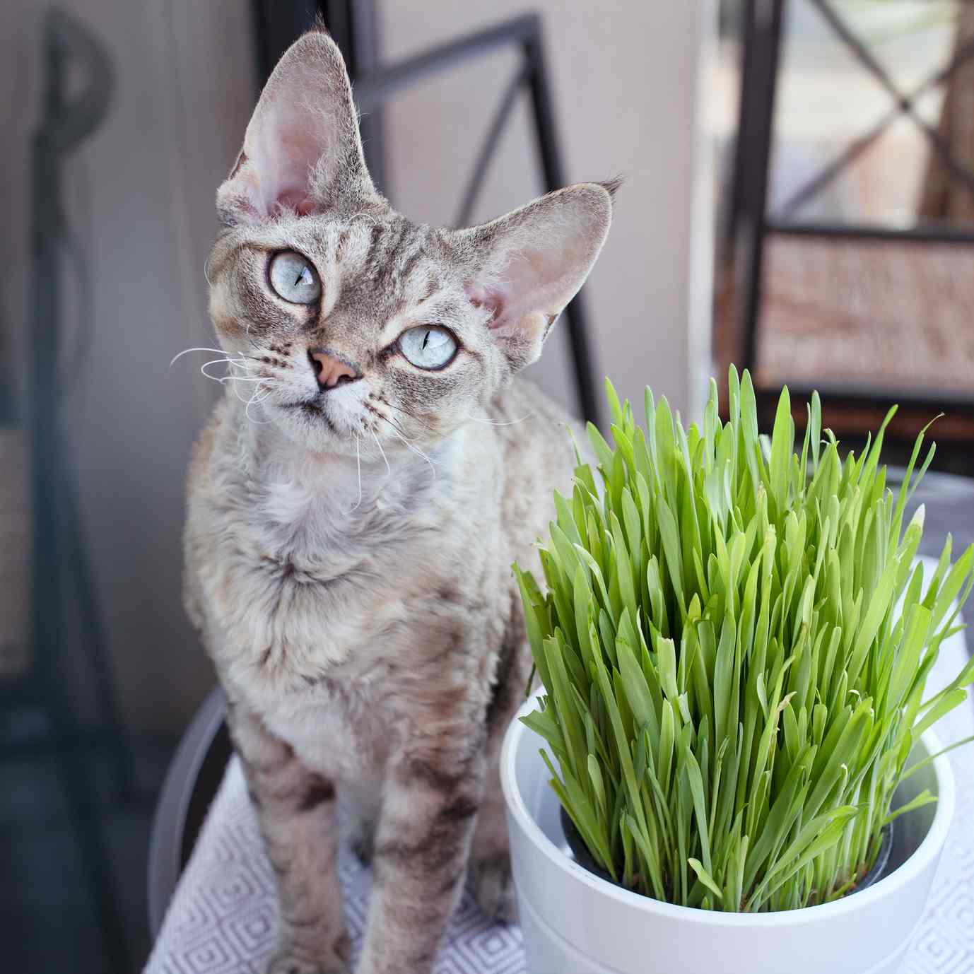 Erba gatta: a cosa serve ed effetti sugli animali