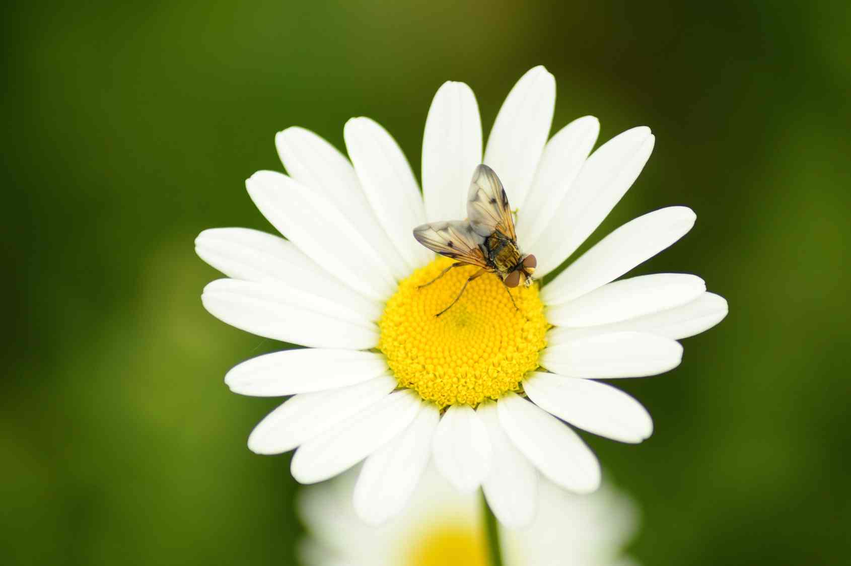 Punture di insetti: rimedi tradizionali e naturali contro vespe, zanzare, api e calabroni