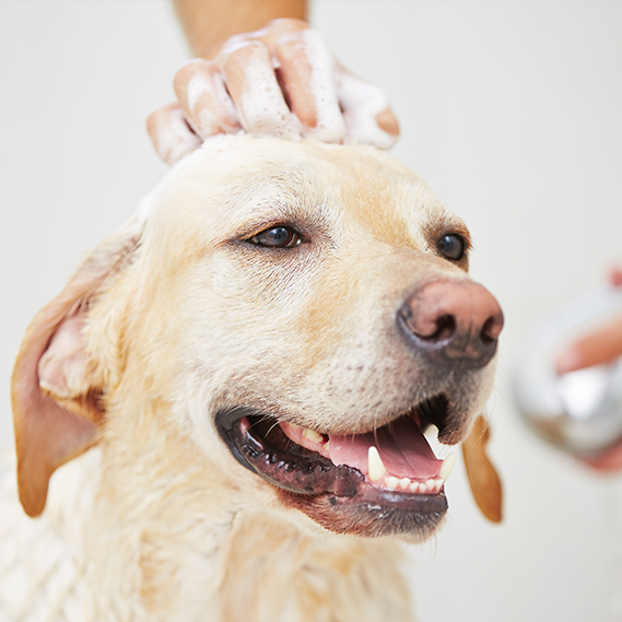 Ogni quanto bisognerebbe fare il bagno al proprio cane?