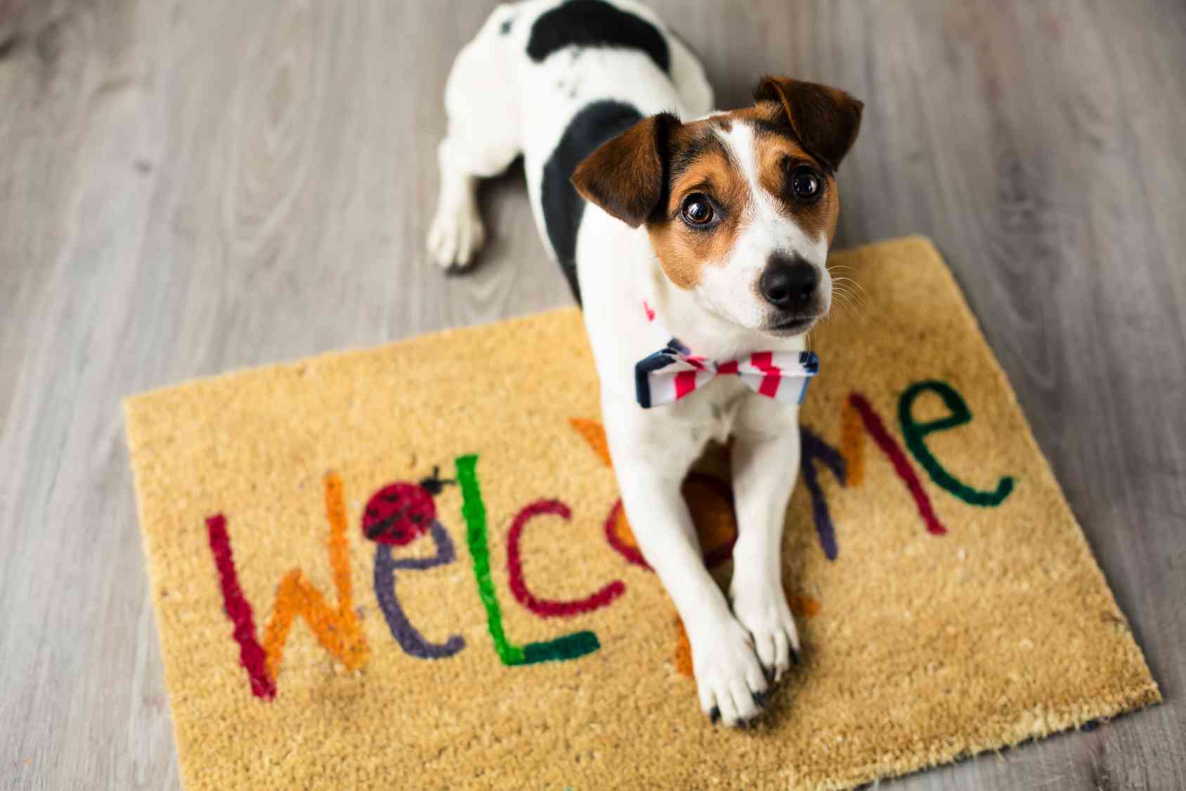 Come adottare e allevare i cuccioli di cane