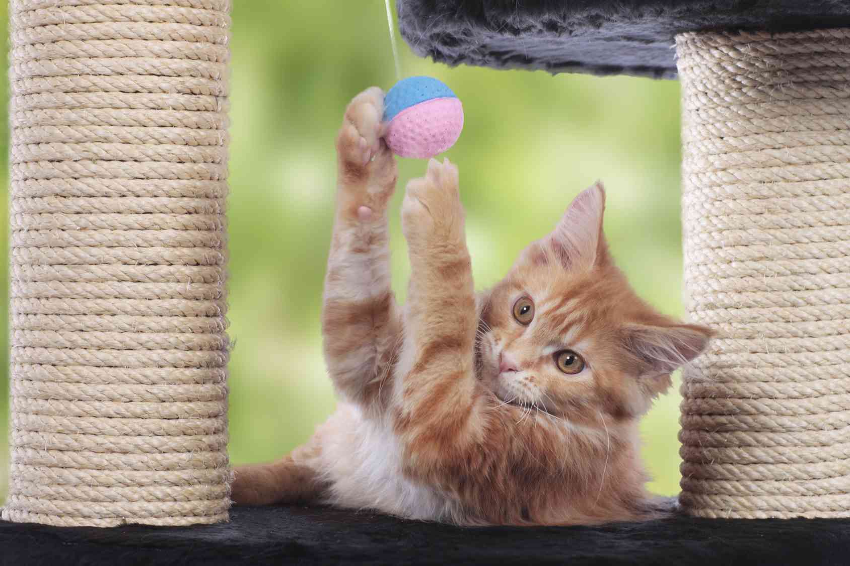 Come costruire giochi per gatti: realizza un parco giochi!