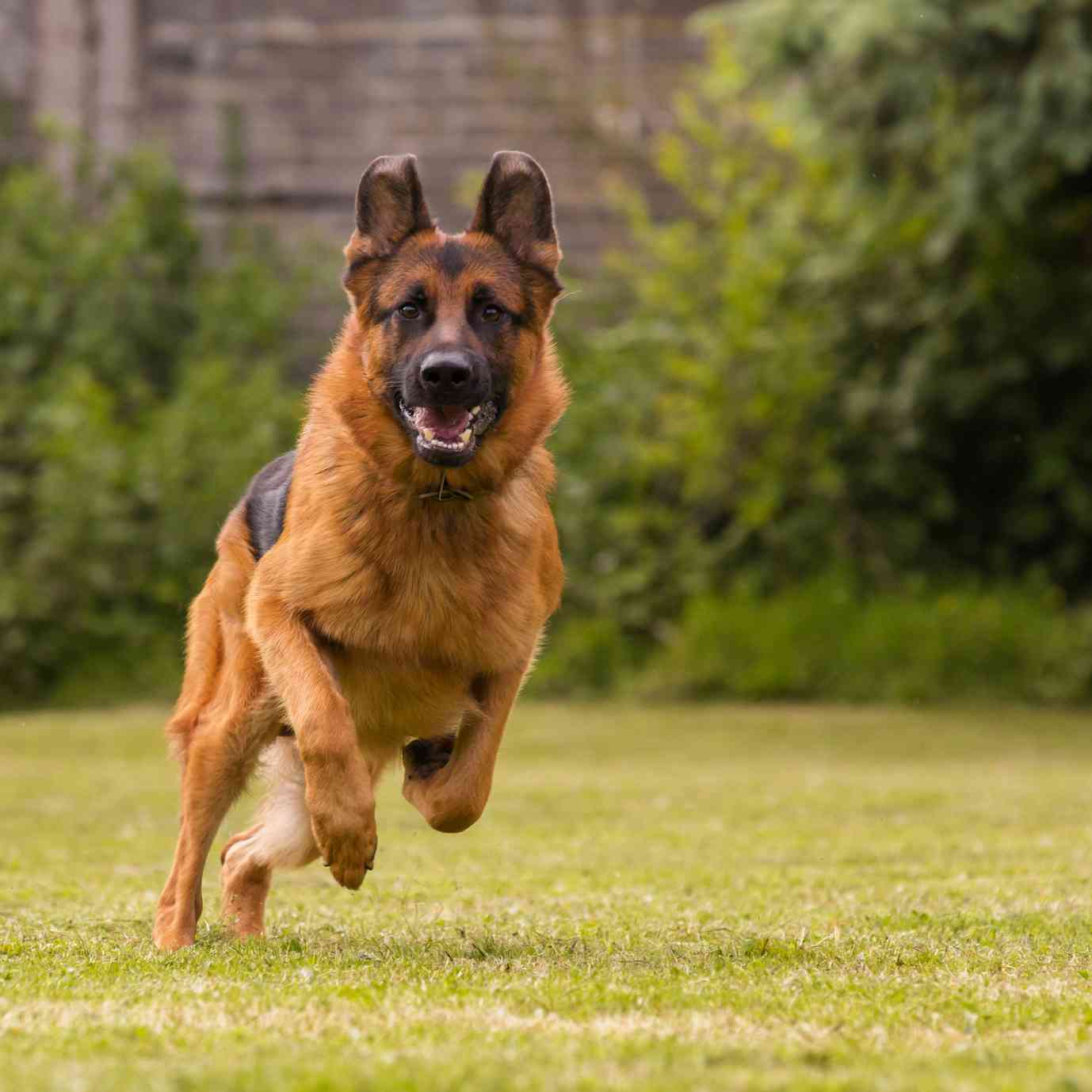 Come addestrare un cane alla difesa e alla guardia: suggerimenti pratici