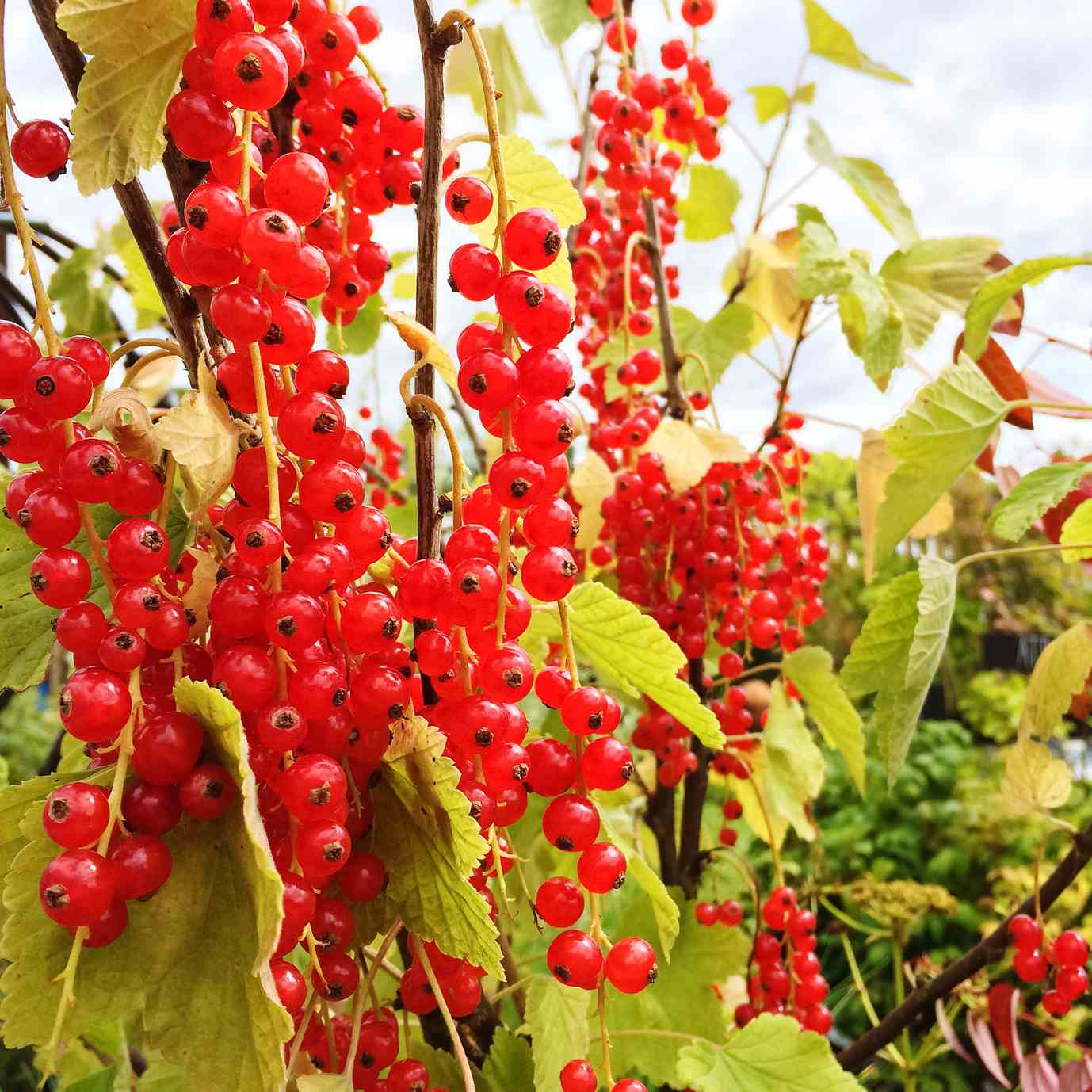 Ribes nero e rosso: guida alla coltivazione