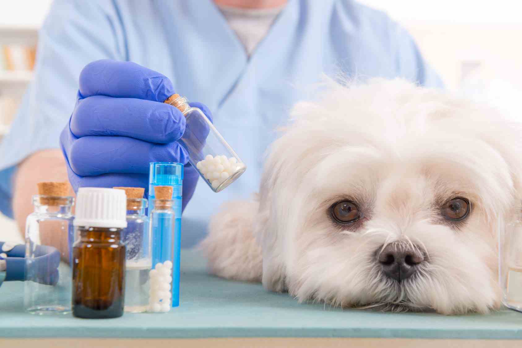 Leishmaniosi del cane: sintomi e cura