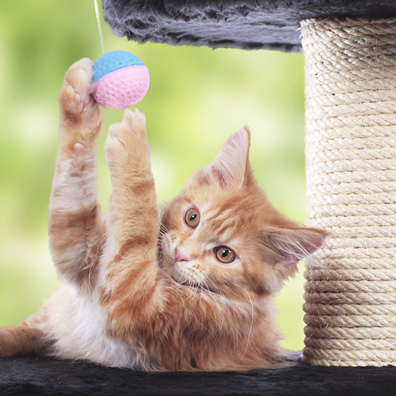 Un angolo a misura di gatto