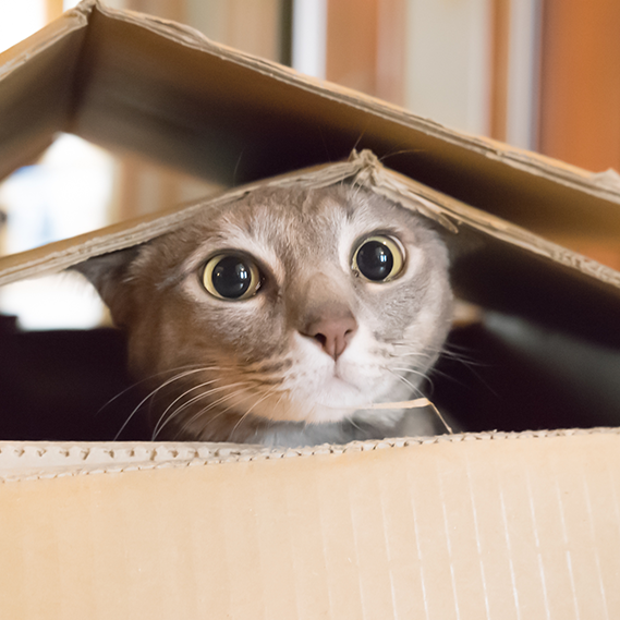 I giochi fai da te per il tuo gatto