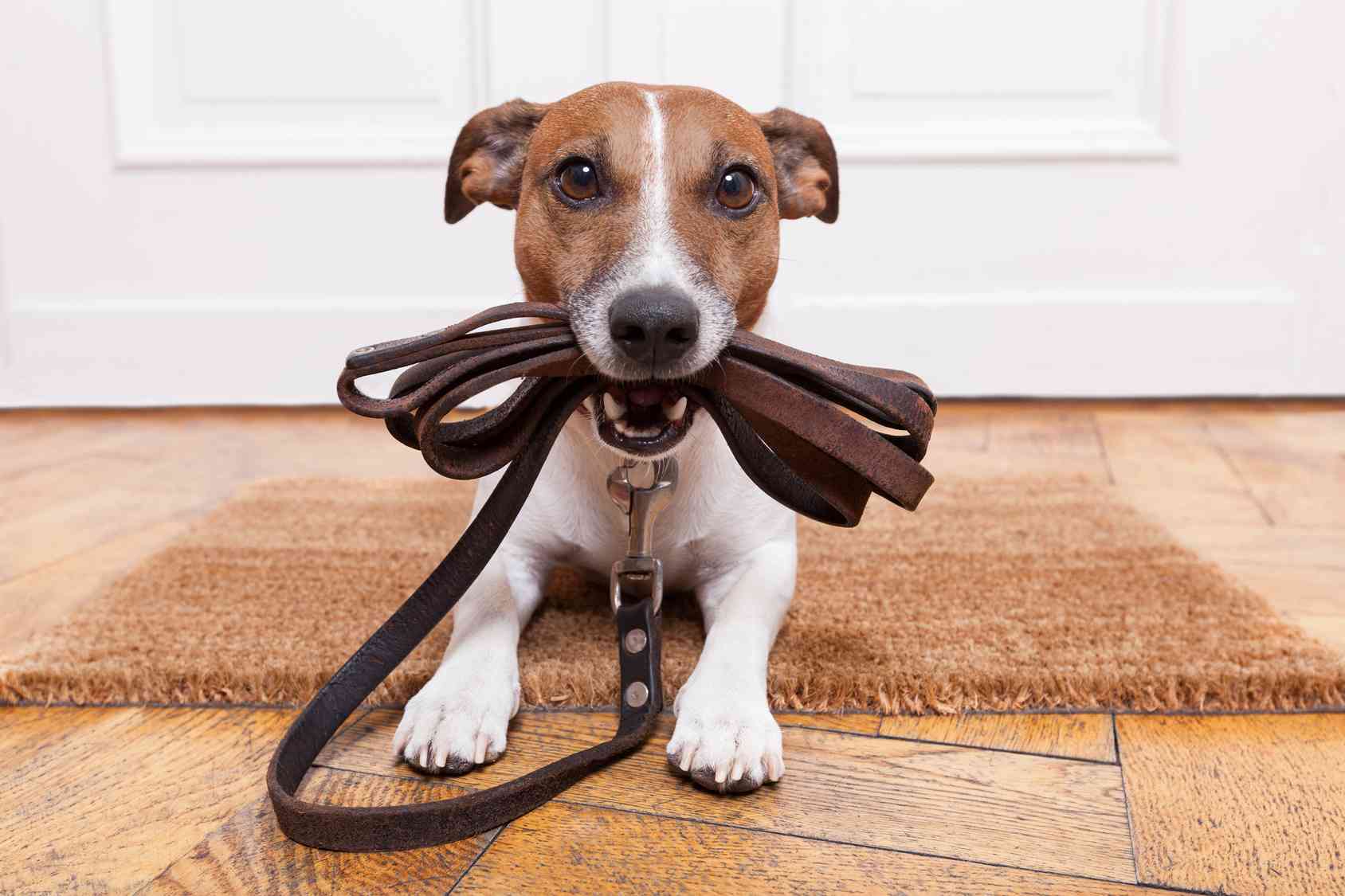 Leggi il regolamento sui cani al guinzaglio e porta a spasso Fido senza pensieri!