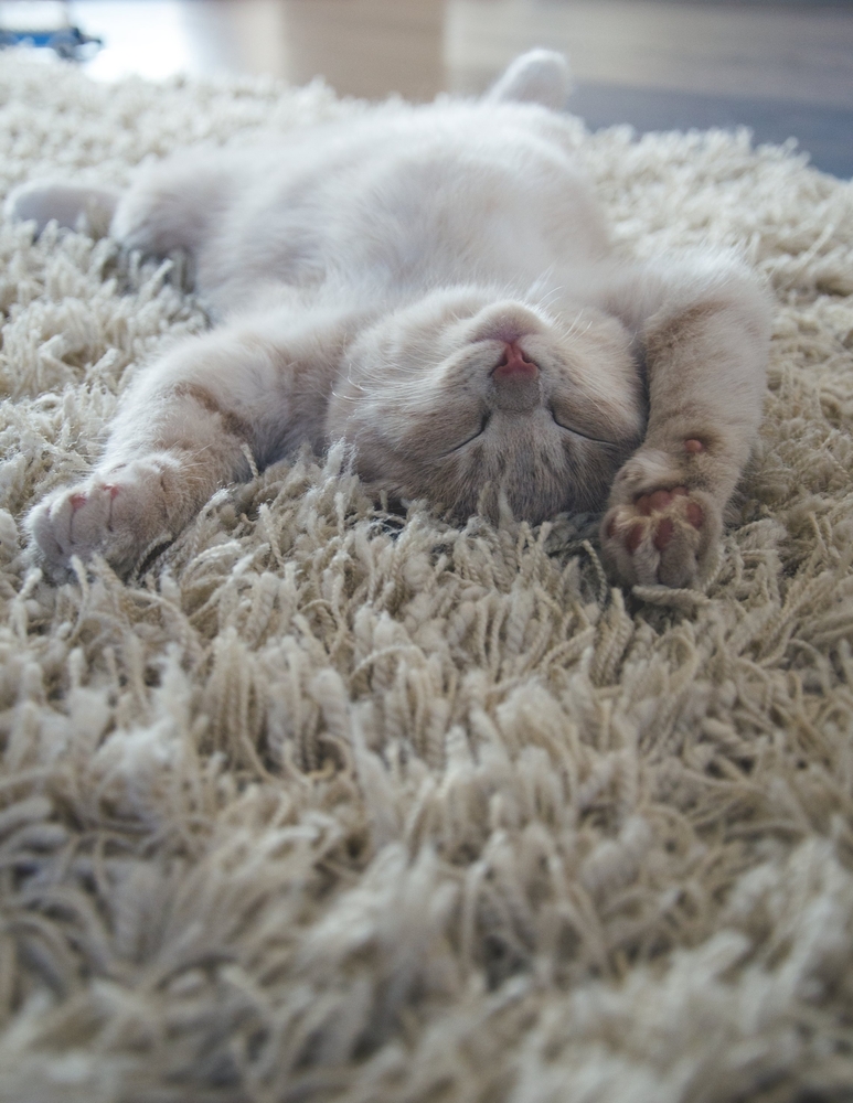 Come pulire la moquette