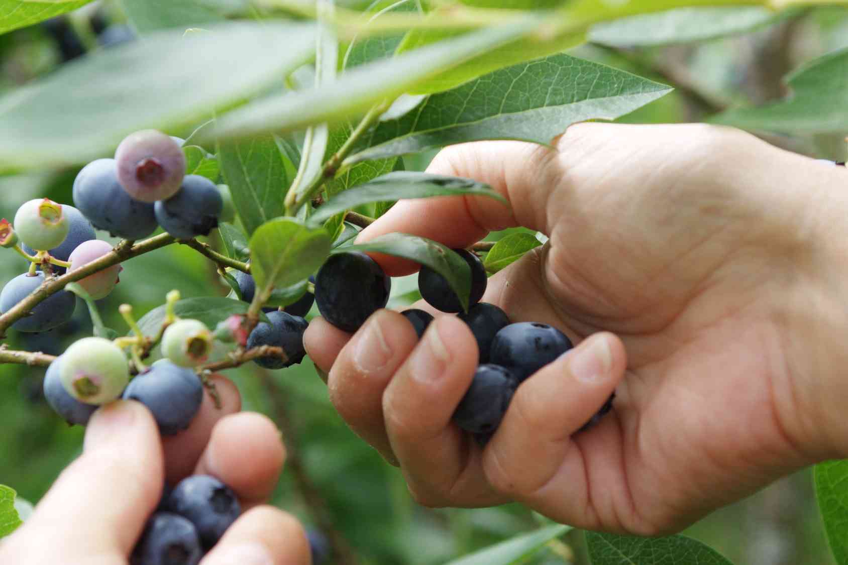 Tutto sul mirtillo: la coltivazione di un arbusto bello e utile!