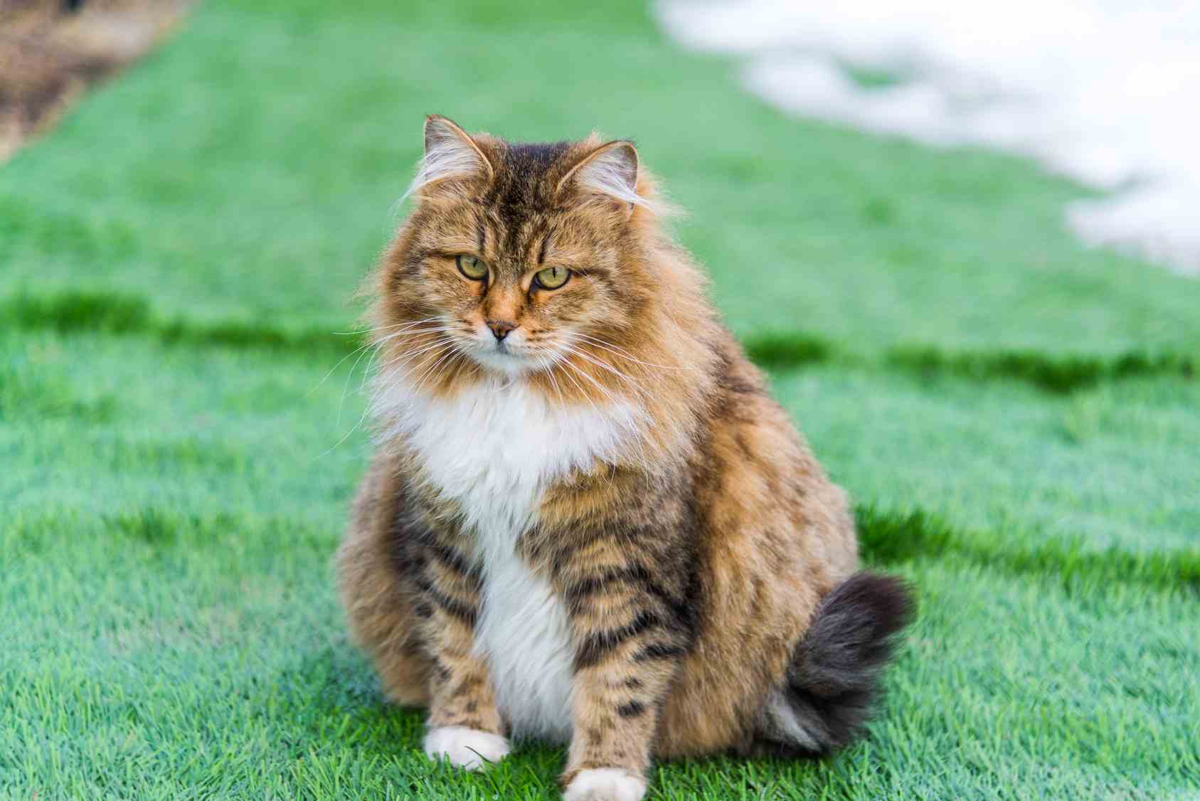 Gestazione gatti: tutto sulla gravidanza del tuo gatto