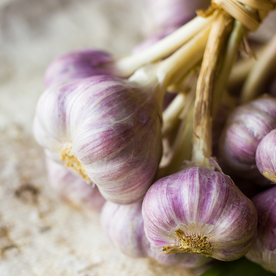 Aglio, pianta terapeutica