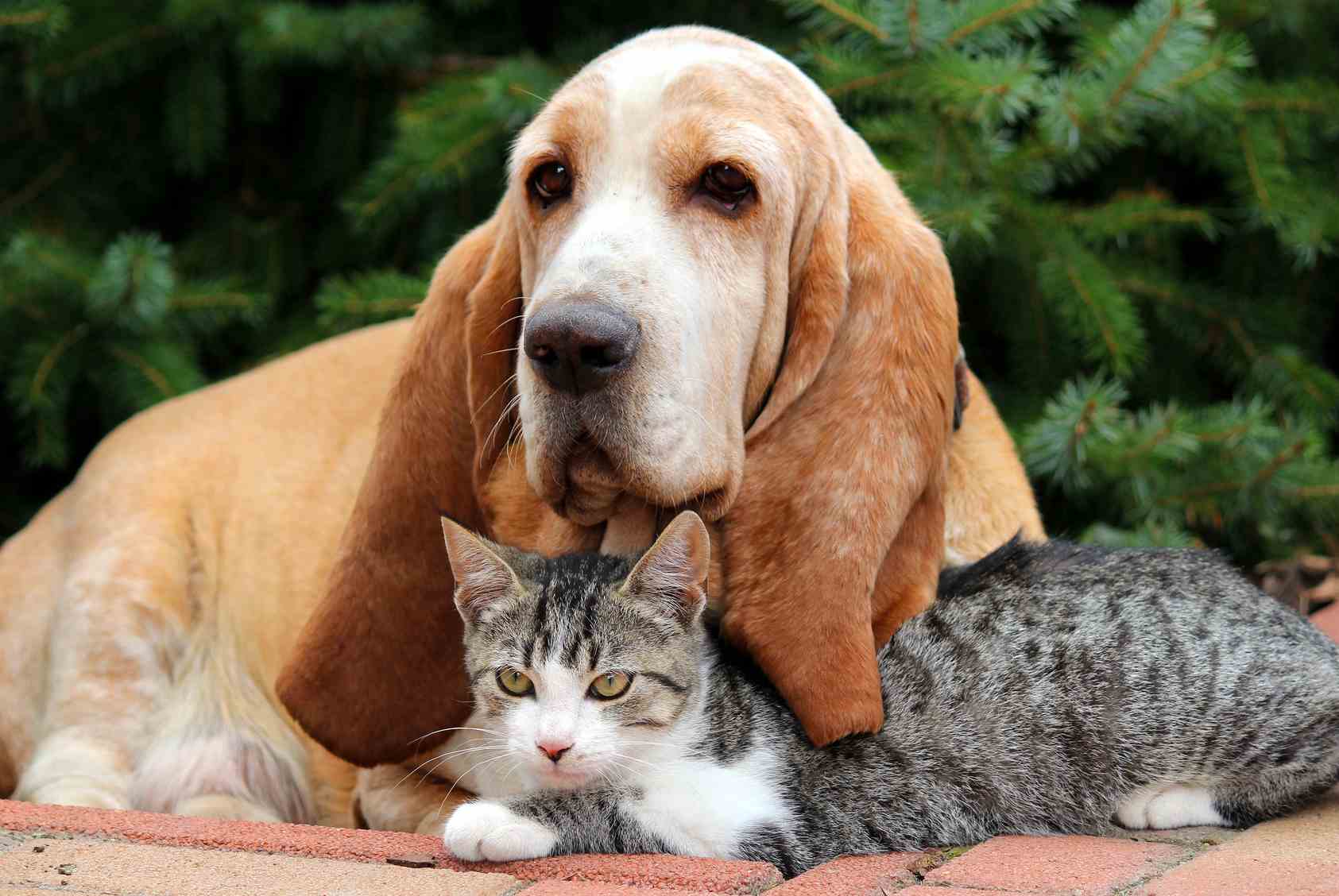 Qual è il comportamento degli animali prima di un terremoto?