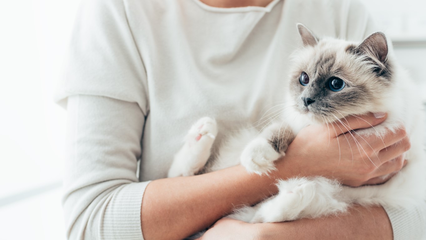 Rogna nel gatto: come capire se Fuffy ha gli acari