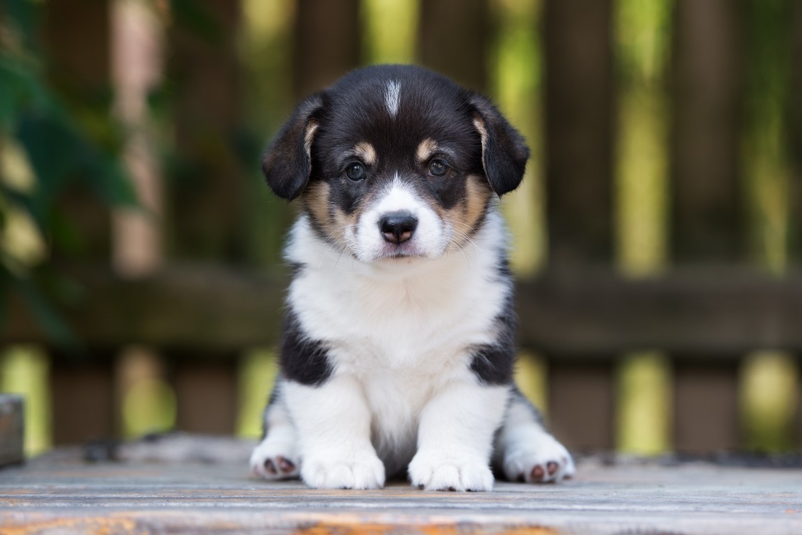 Educazione canina: come insegnare al cucciolo a stare seduto