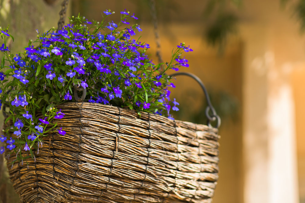 5 fiori primaverili da piantare a maggio sul balcone