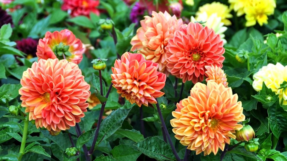 Come coltivare le dalie in vaso per colorare il balcone