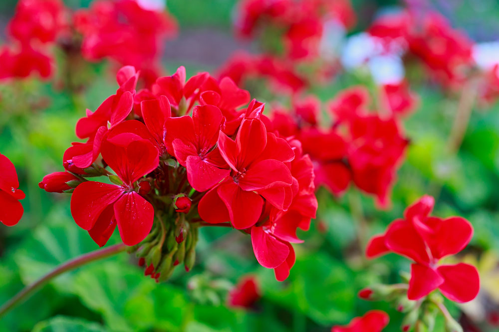Fiori da balcone estivi: i magnifici 5 da piantare con la bella stagione