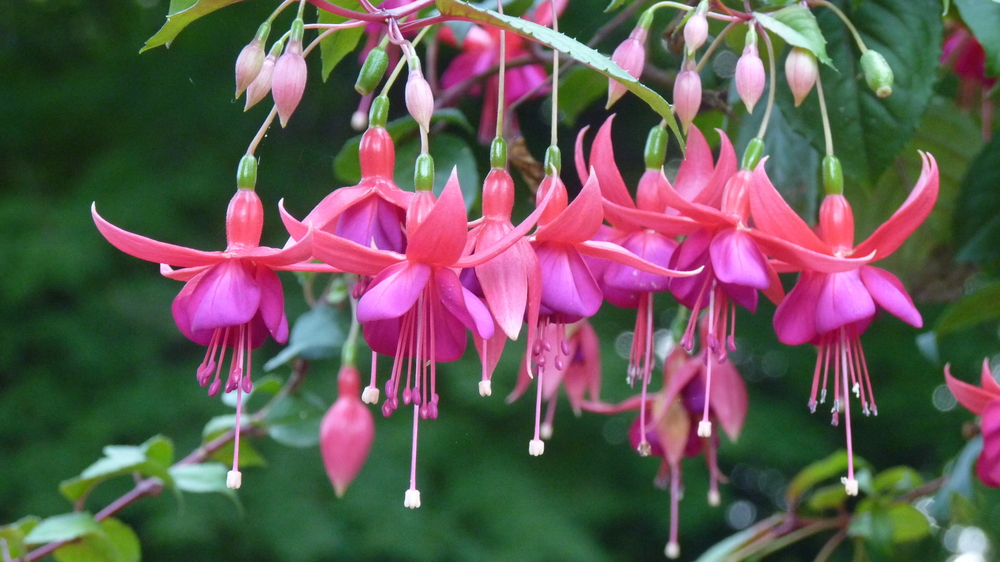 fiori-festa-mamma-regalare-fucsia.jpg