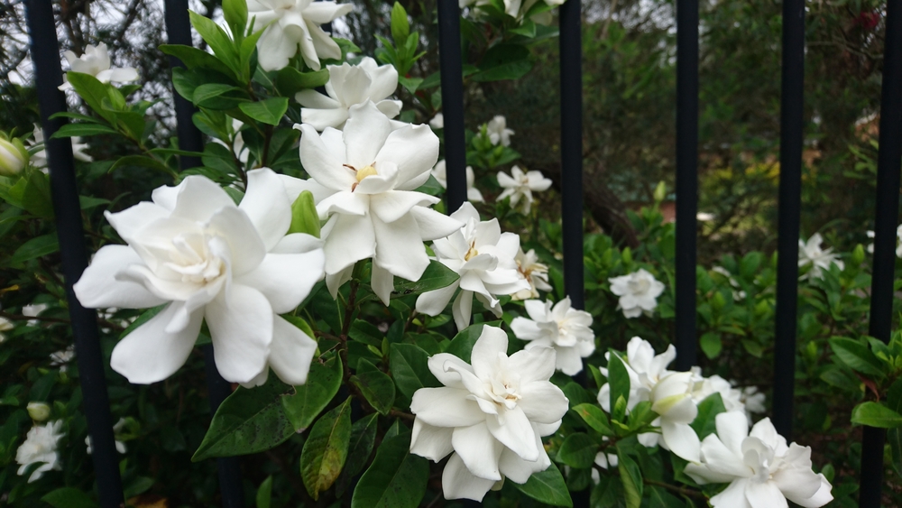 fiori-festa-mamma-regalare-gardenia.jpg