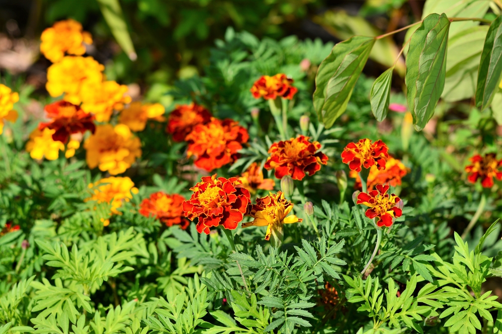 Come coltivare i tagete per tenere lontani afidi ed erbe infestanti