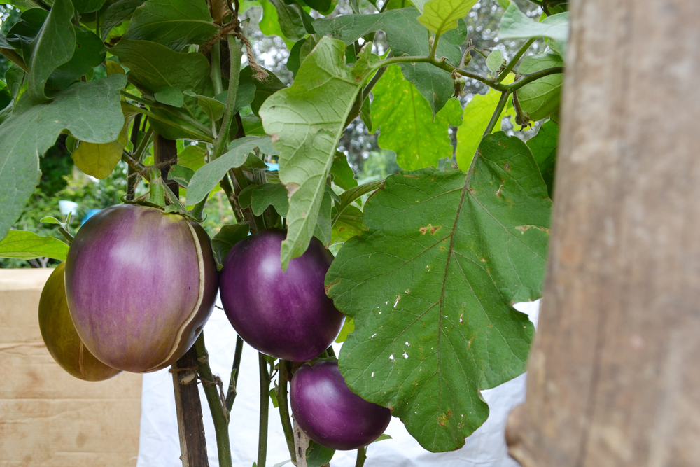 Come coltivare le melanzane nell’orto e in vaso