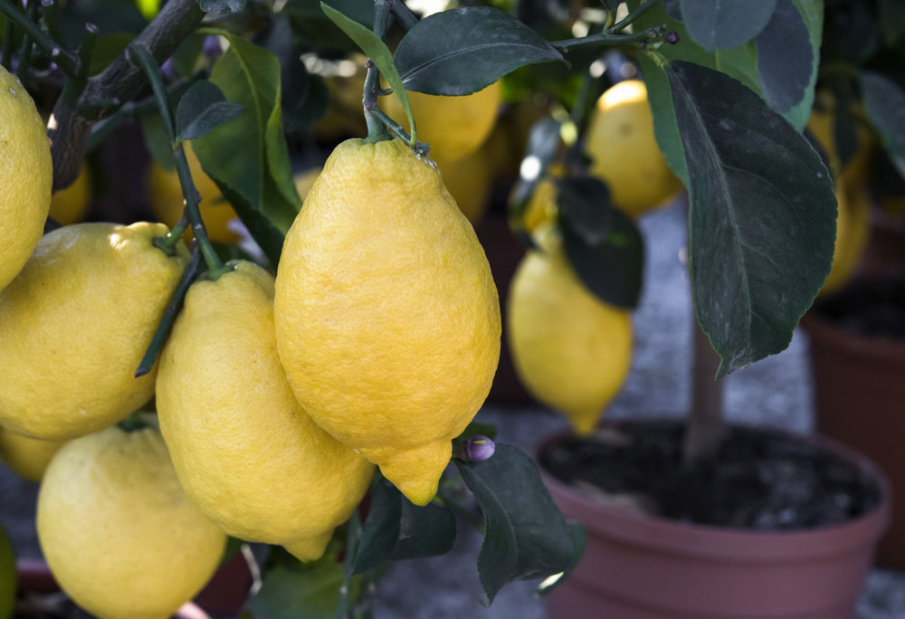 Come coltivare i limoni sul balcone
