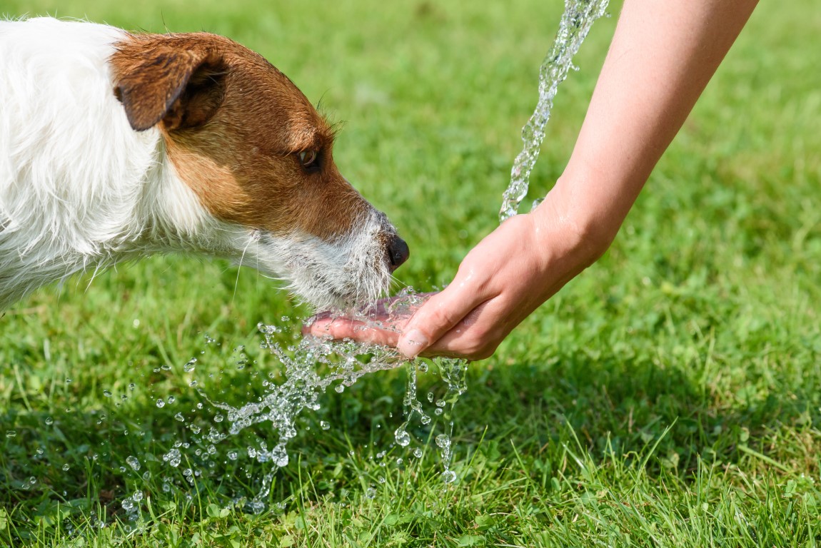 Cane che ha caldo, come dare sollievo a Fido in estate