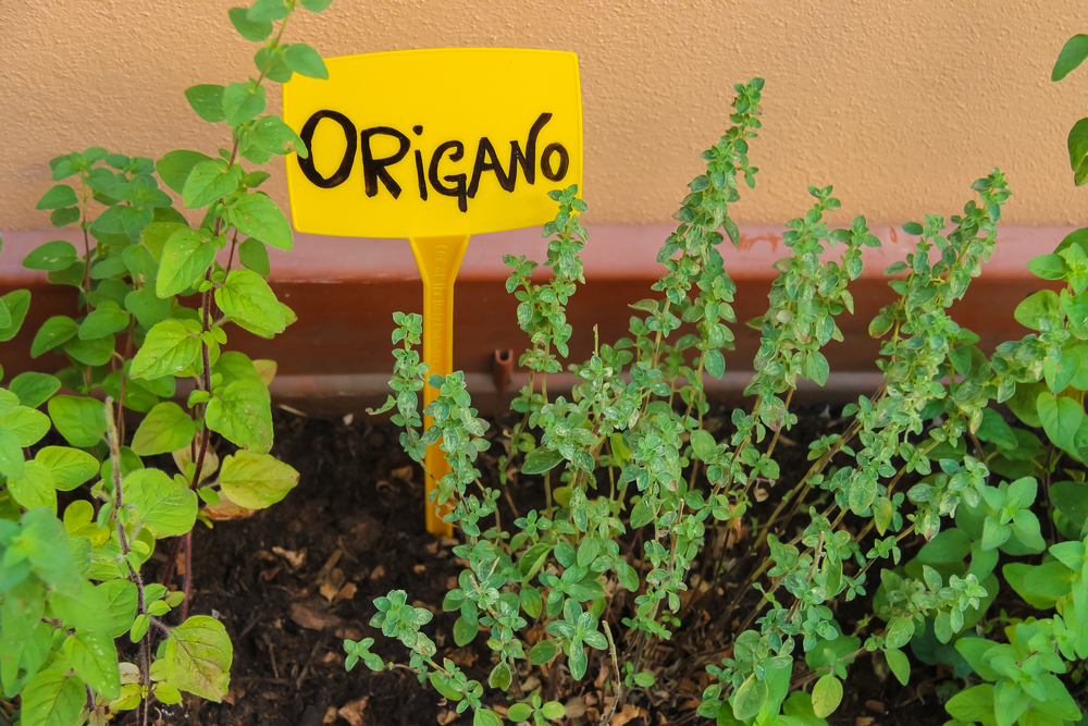Coltivare l’origano con facilità, 7 consigli