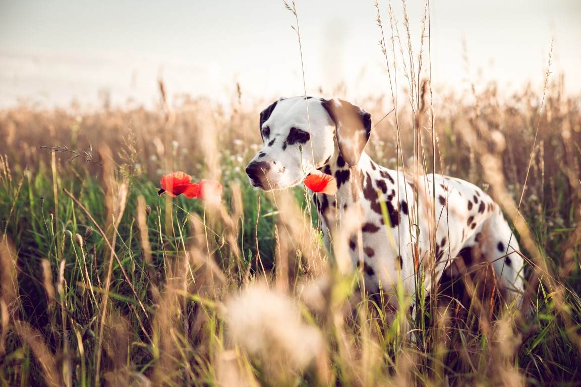 Allarme forasacchi: come proteggere il cane e cosa fare se le spighe sono finite sottocute