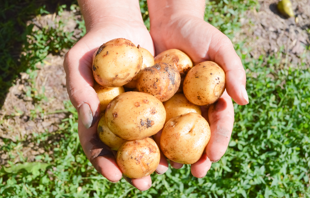 Come coltivare le patate nell’orto, 7 consigli utili