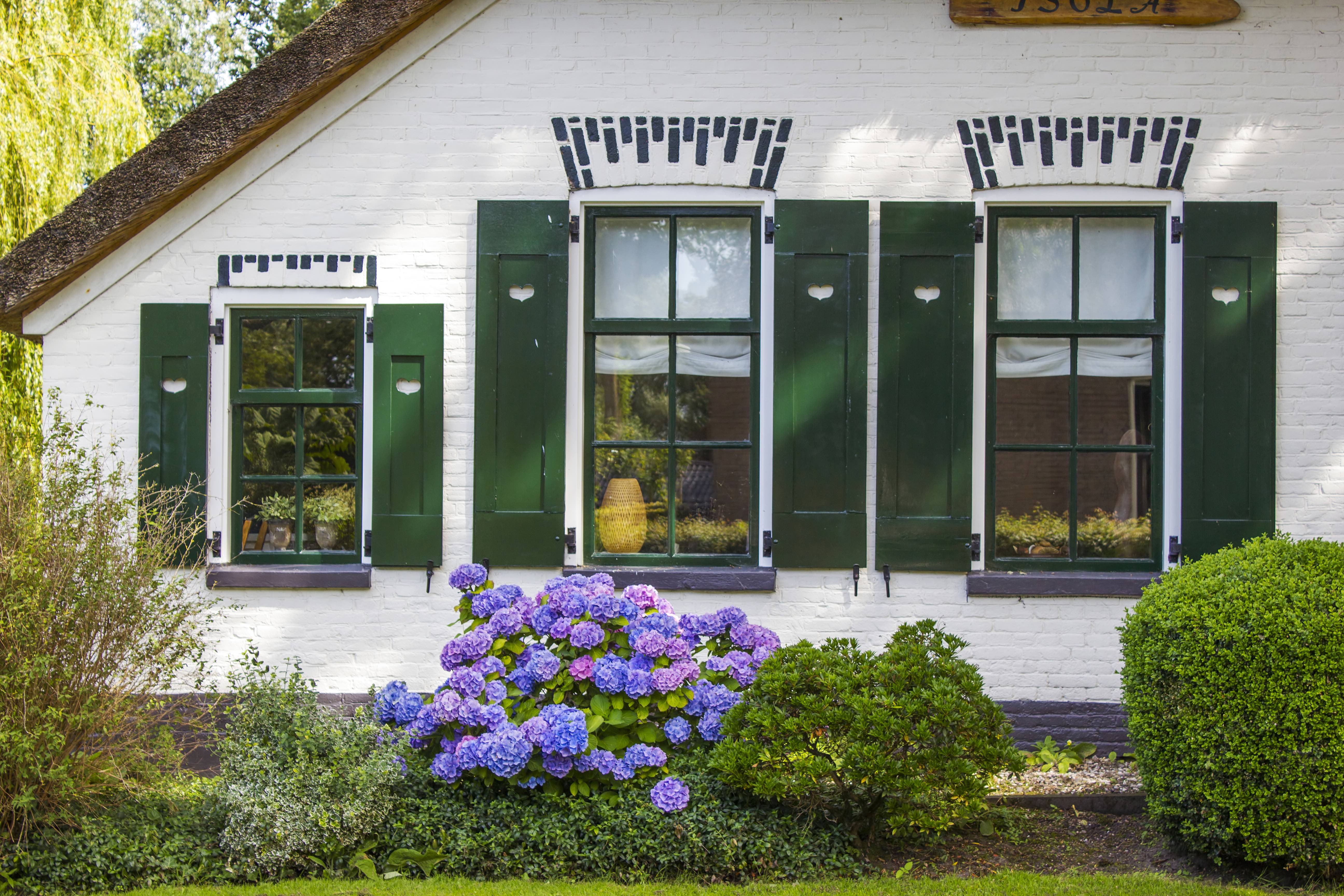 Nidi di vespe in casa: come affrontarli