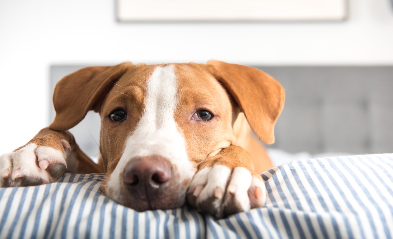Parassitosi intestinale nel cane, i sintomi e cosa fare se Fido non sta bene