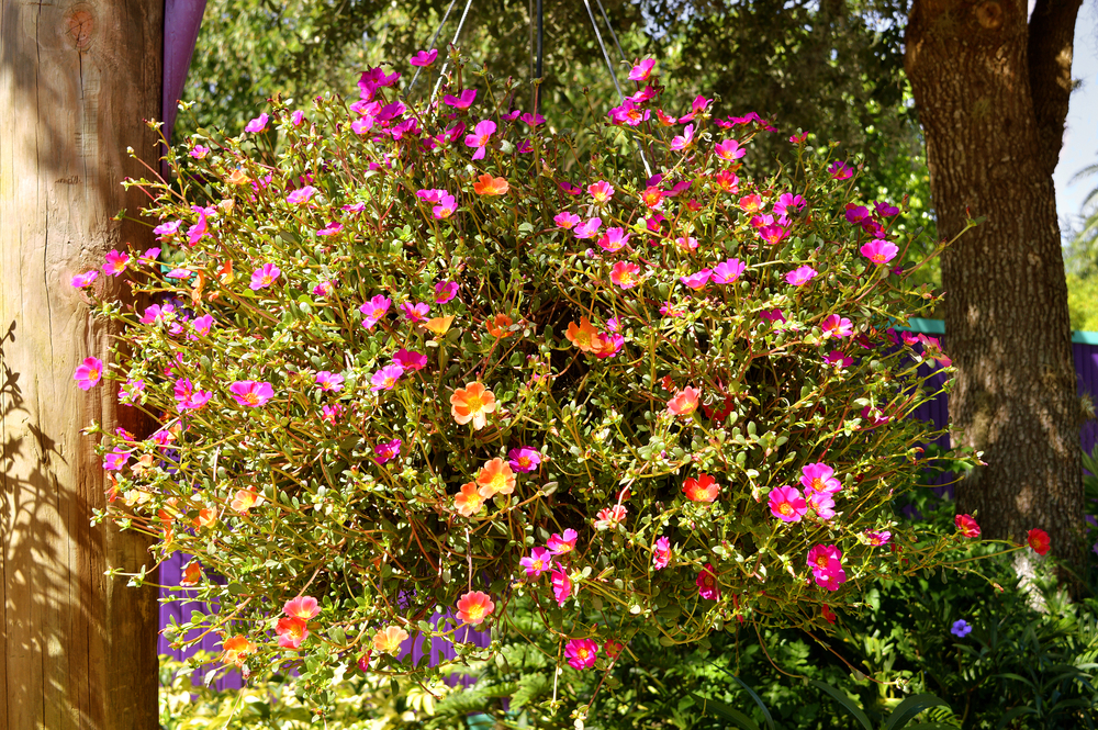 fiori-balcone-pendenti-portulaca.jpg