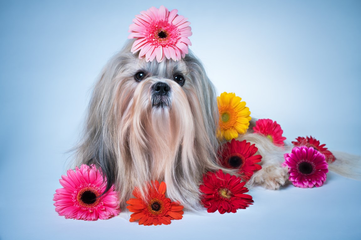 Pelo maleodorante nel cane, come eliminare i cattivi odori in modo veloce