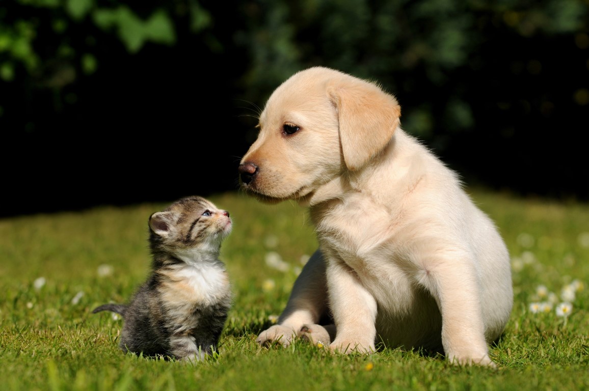 Animali domestici: le 10 cose da sapere prima di adottare un cucciolo