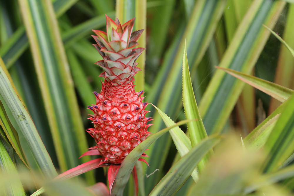 Come coltivare l’ananas per arredare gli interni