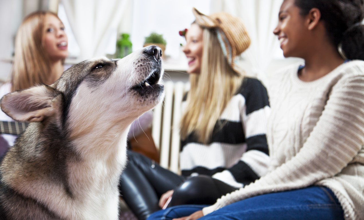 Che fare se il cane del vicino abbaia