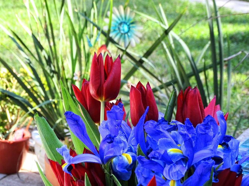 Fiori da seminare in autunno, quali sono e i consigli utili per coltivarli