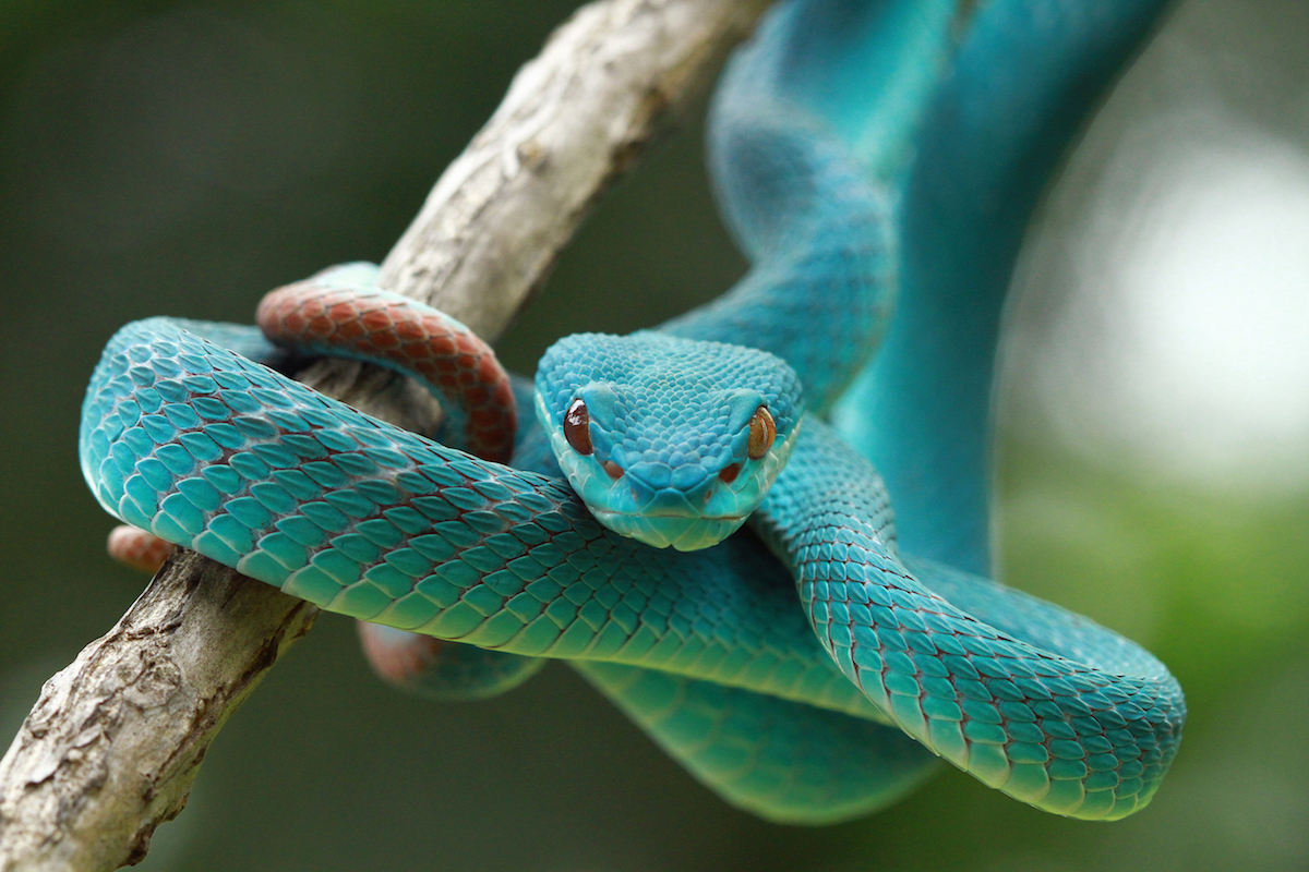 Cosa significa sognare serpenti, interpretazione e numeri del lotto