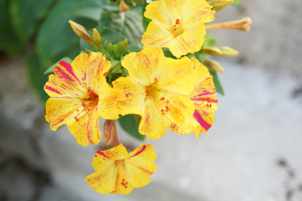 Coltivare le belle di notte, consigli e cure utili