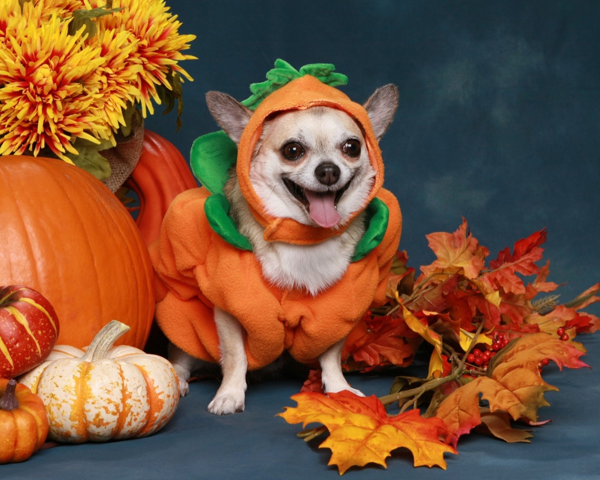 Costumi di Halloween per animali: 5 idee divertenti per gli amici di zampa
