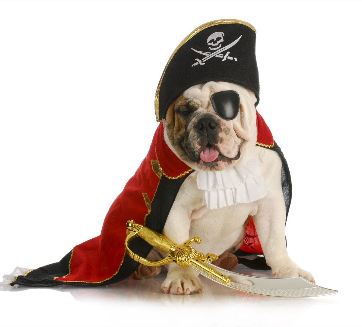Halloween-costumi-animali-2.jpg