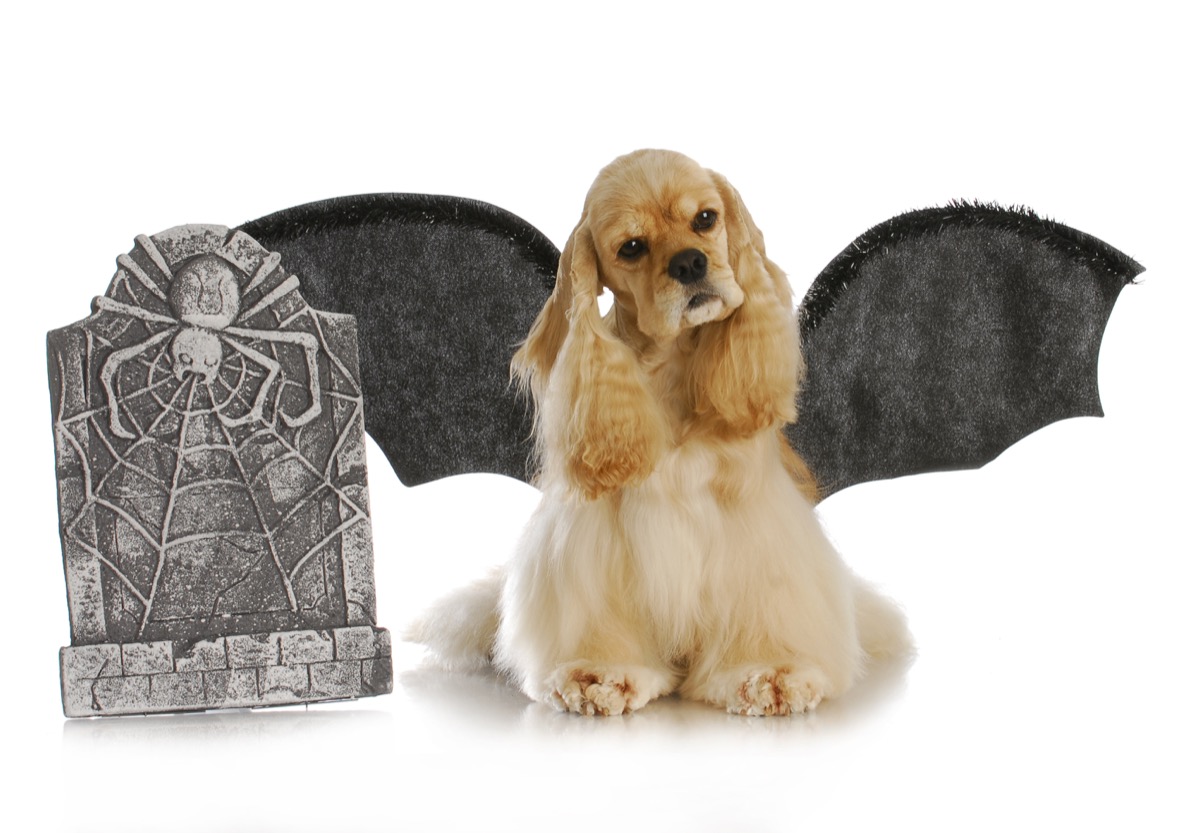 Halloween-costumi-animali-3.jpg