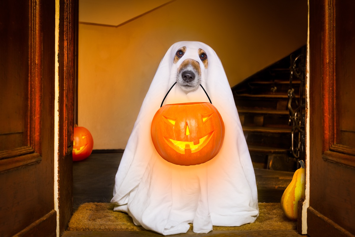 Halloween-costumi-animali-4.jpg
