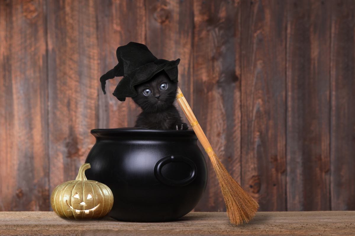 Halloween-costumi-animali-5.jpg