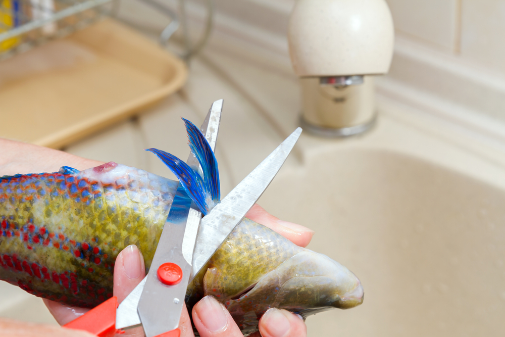come-pulire-pesce-appena-pescato_2.jpg