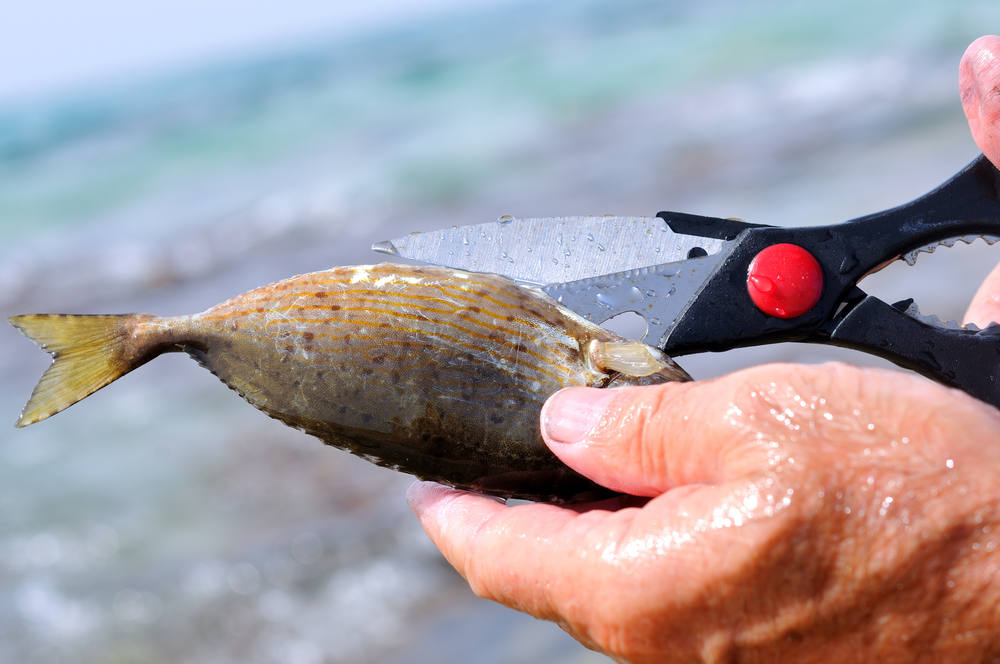 come-pulire-pesce-appena-pescato_3.jpg