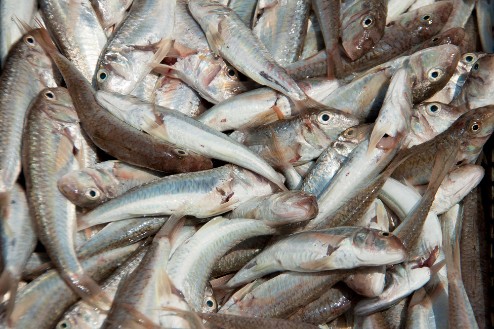 come-pulire-pesce-appena-pescato_6.jpg