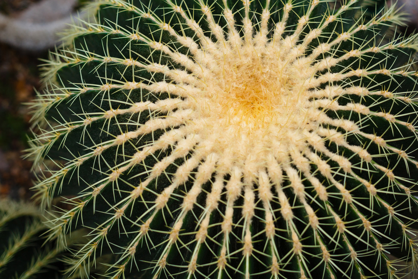 Cuscino della suocera, 7 consigli per coltivare la pianta grassa