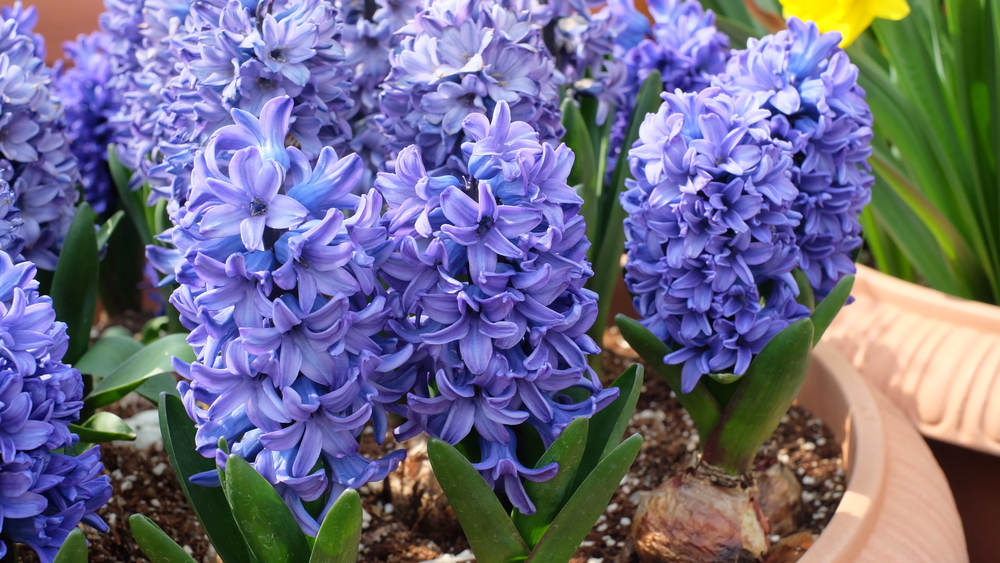 Coltivare i giacinti in vaso, 5 consigli utili